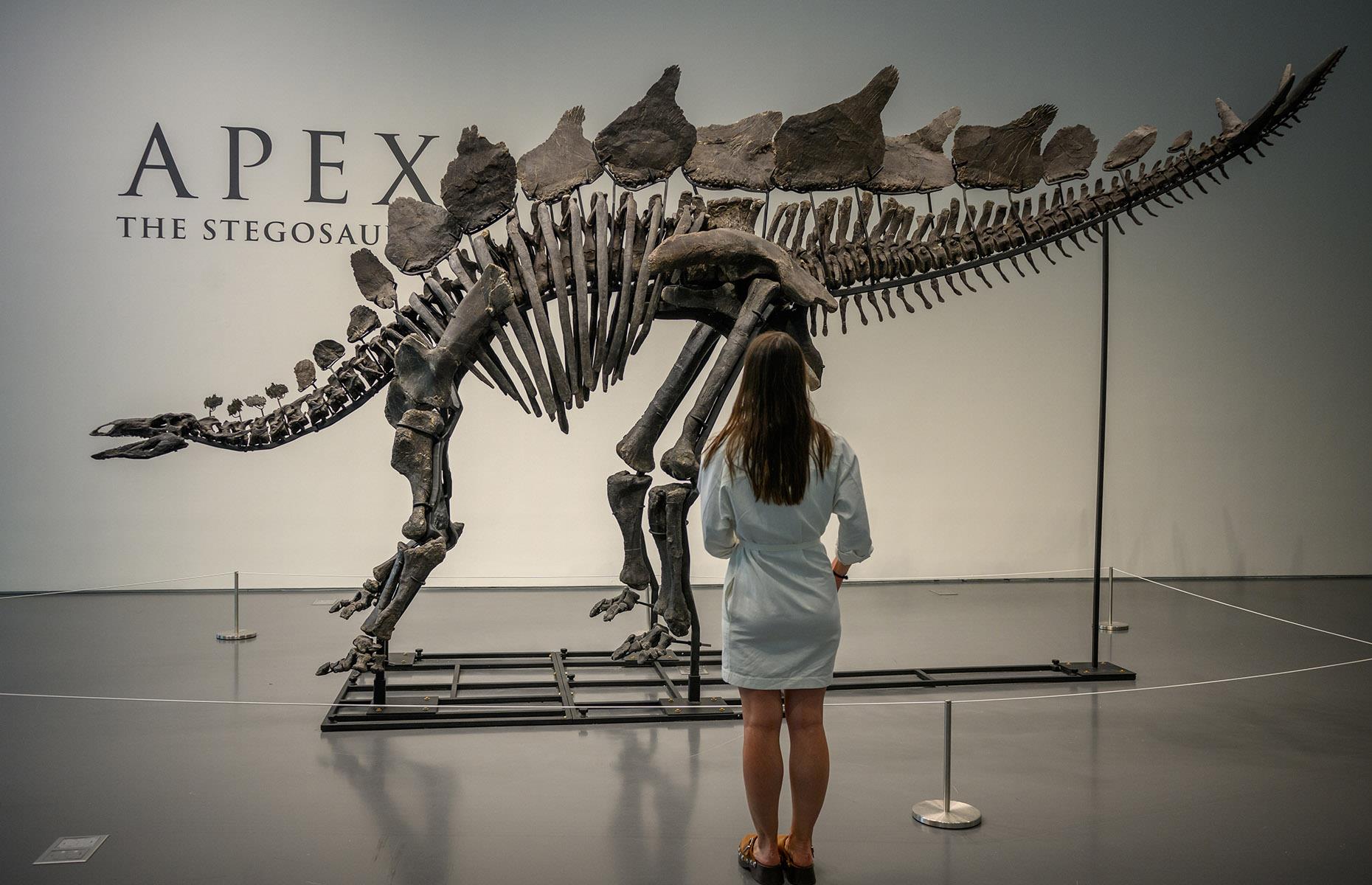 Apex the Stegosaurus: $44.6 million (£34.5m)